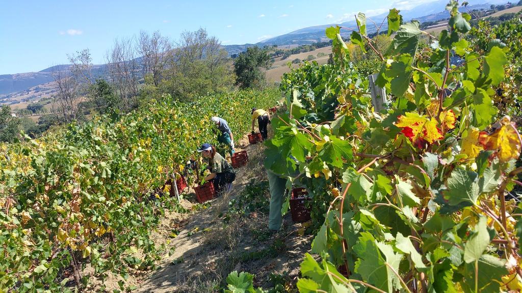 Pietra Maula Agriturismo Castelraimondo Dış mekan fotoğraf