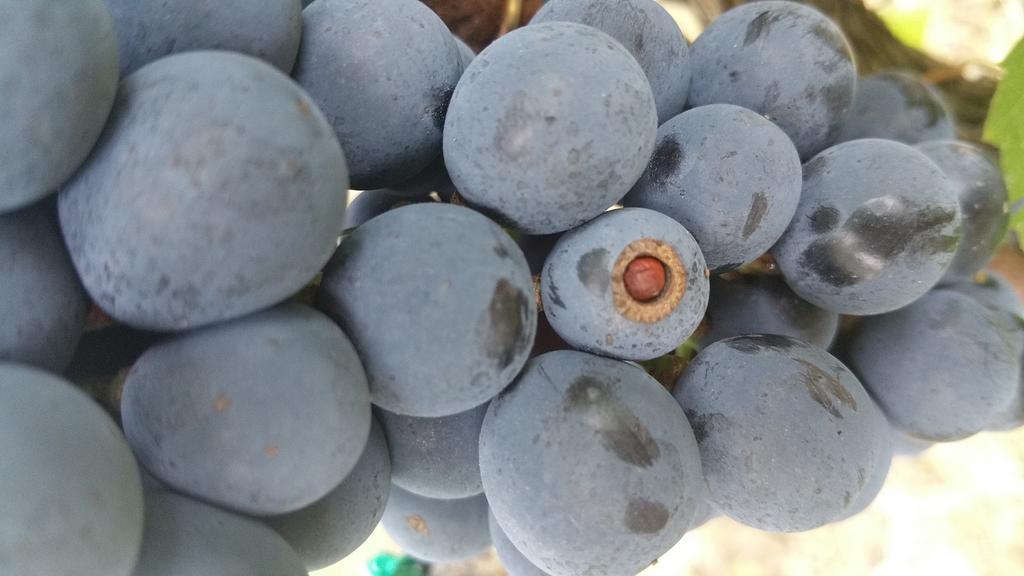 Pietra Maula Agriturismo Castelraimondo Dış mekan fotoğraf