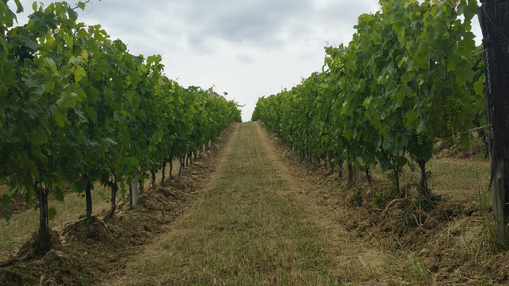 Pietra Maula Agriturismo Castelraimondo Dış mekan fotoğraf