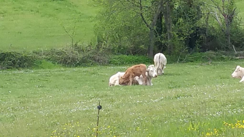 Pietra Maula Agriturismo Castelraimondo Dış mekan fotoğraf