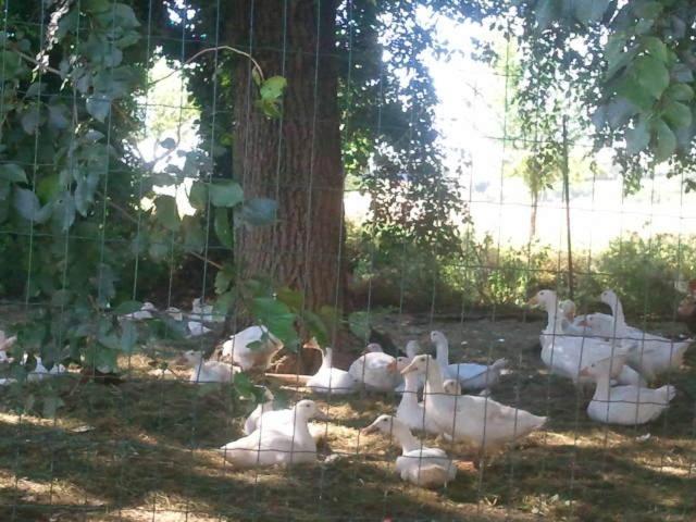 Pietra Maula Agriturismo Castelraimondo Dış mekan fotoğraf